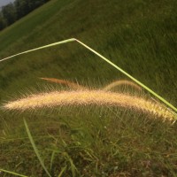 Cenchrus setosus Sw.